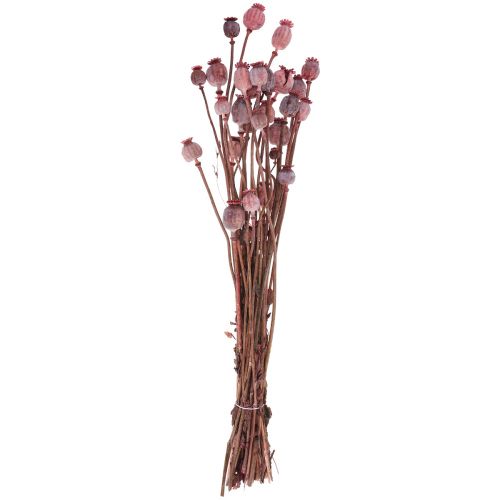 Floristik24 Tørrede blomster Tørrede valmuehætter Deco Rød 80g