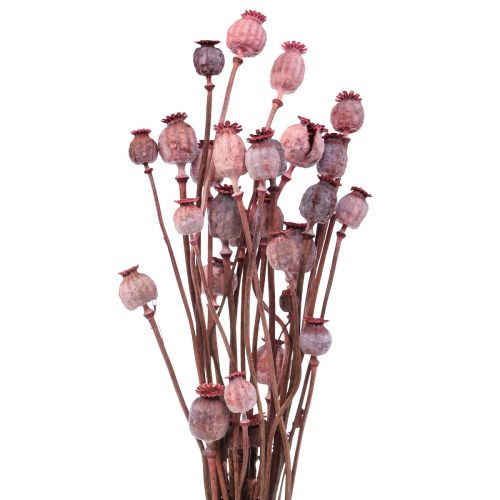 Floristik24 Tørrede blomster Tørrede valmuehætter Deco Rød 80g