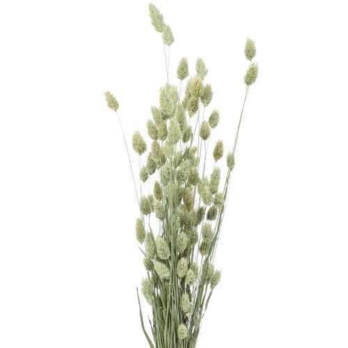 Floristik24 Tørrede græsser Phalaris tørret tør floristisk natur 55cm 80g