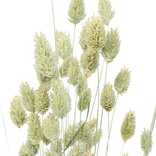 Floristik24 Tørrede græsser Phalaris tørret tør floristisk natur 55cm 80g