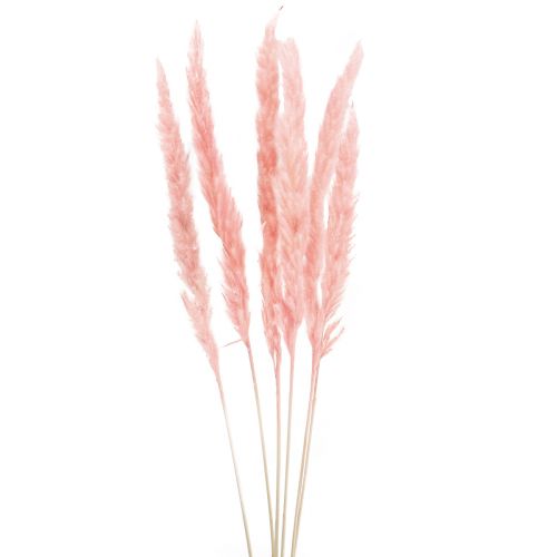 Pampas græs deco, pampas græs tørret pampas græs pink 72cm 6 stk.