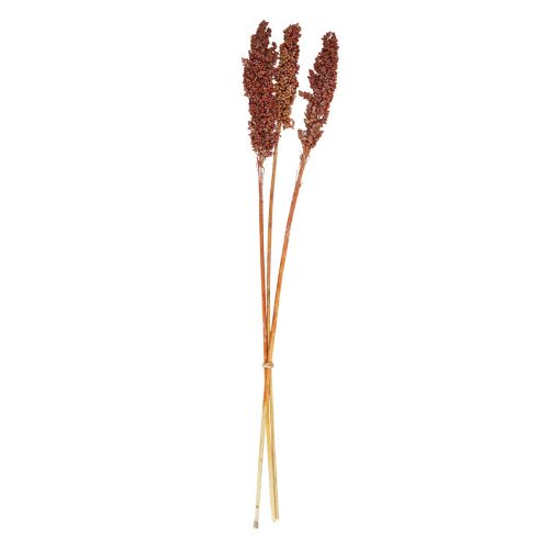 Floristik24 Tørrede Blomster Sorghum Hirse Orange Tørre Blomster 70cm 3stk