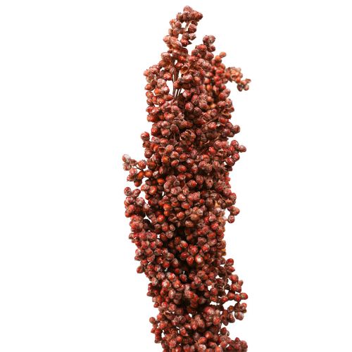 Floristik24 Tørrede Blomster Sorghum Hirse Orange Tørre Blomster 70cm 3stk