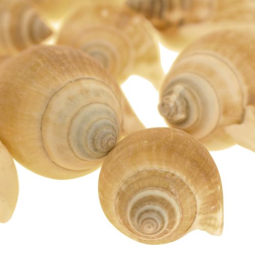 Floristik24 Snegleskaller Deco Havsnegl Brun Hvid 3,5-5cm 250g