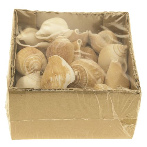 Floristik24 Snegleskaller Deco Havsnegl Brun Hvid 3,5-5cm 250g
