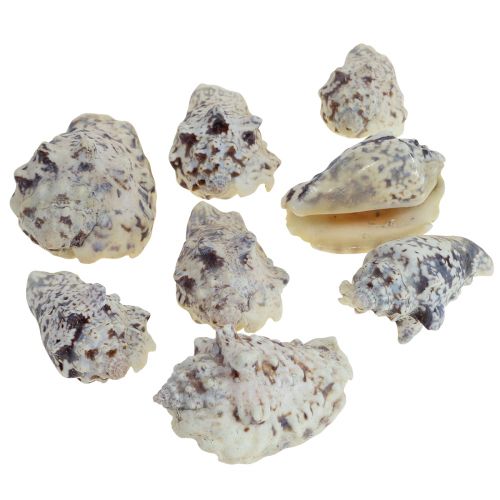 Sneglehuse deco havsnegle naturlige 5,5-7,5 cm 250g