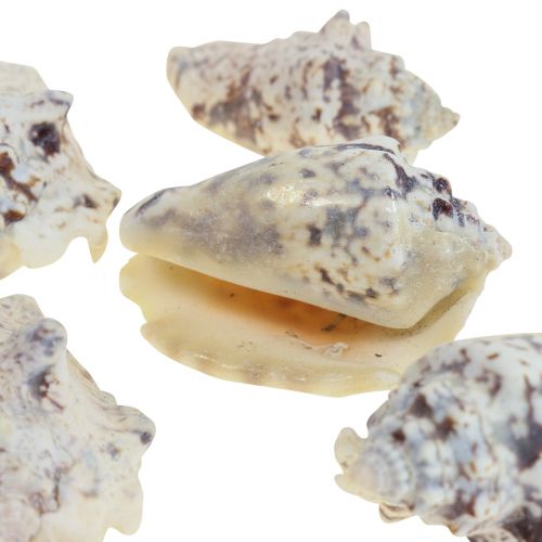Sneglehuse deco havsnegle naturlige 5,5-7,5 cm 250g