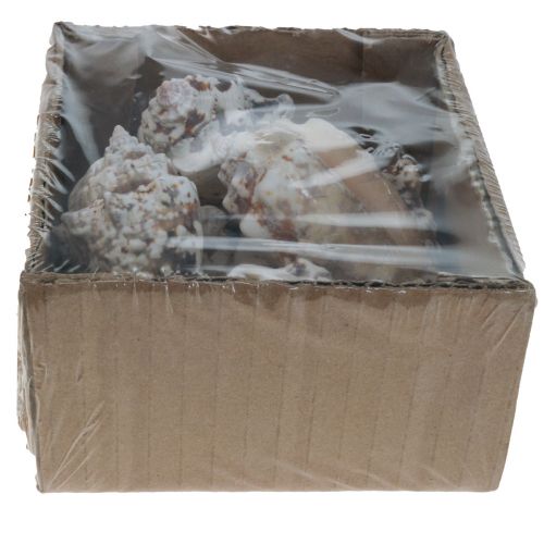 Floristik24 Sneglehuse deco havsnegle naturlige 5,5-7,5 cm 250g