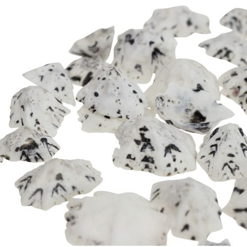 Floristik24 Skal Deco Skaller Hvid Sort Lille 1-2,5cm 250g