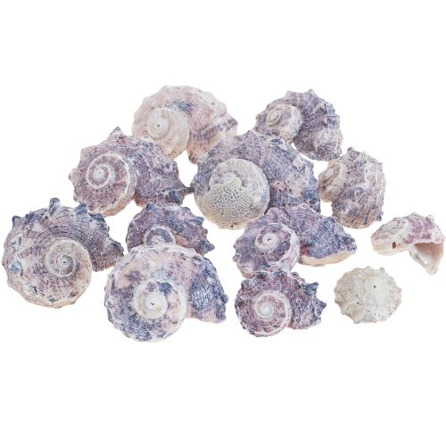 Floristik24 Snegleskaller Deco Havsnegle Lilla Hvid 3-6cm 250g