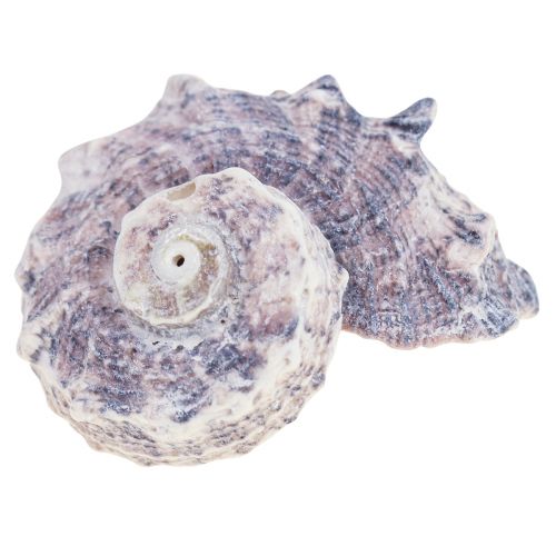 Floristik24 Snegleskaller Deco Havsnegle Lilla Hvid 3-6cm 250g