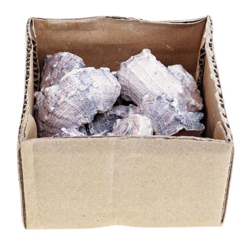 Floristik24 Snegleskaller Deco Havsnegle Lilla Hvid 3-6cm 250g