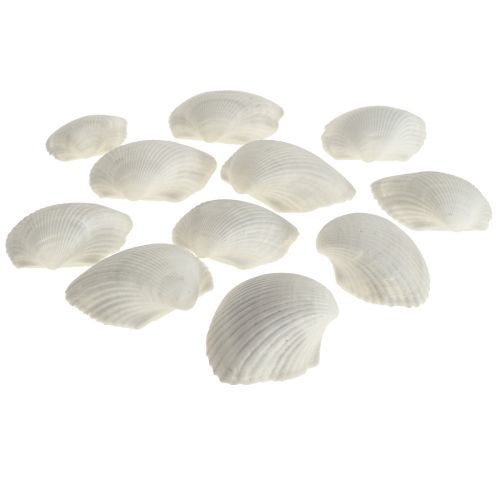 Skal Deco Hvid Skaller Cockles tomme 5cm 250g