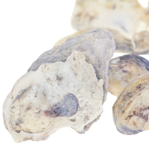 Floristik24 Østersskaller deco-skaller dekoration naturel 2-6cm 250g