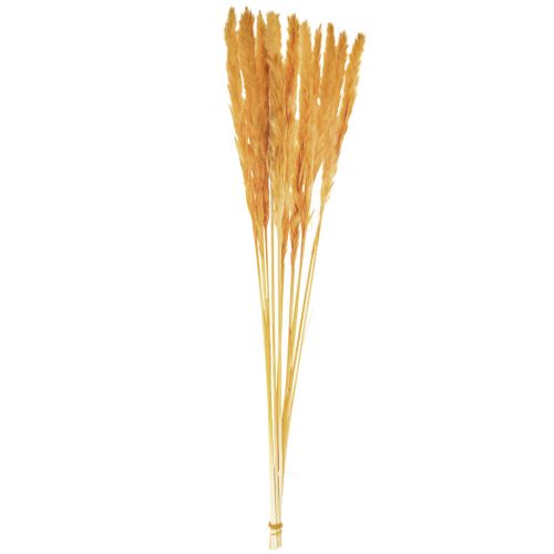 Artikel Pampas græs dekoration, pampas græs tørret pampas græs gul 74cm 10 stk.