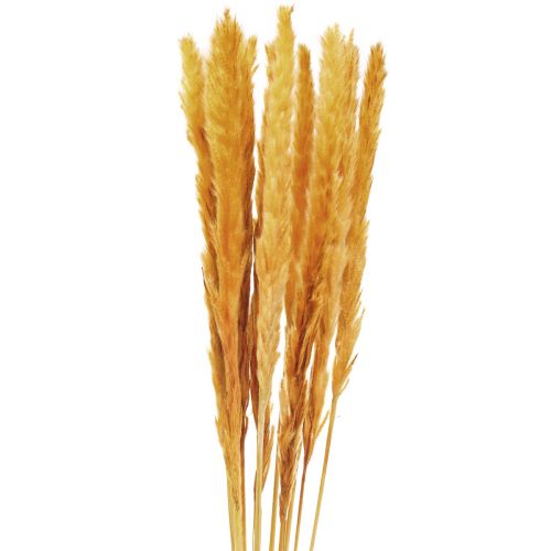 Floristik24 Pampas græs dekoration, pampas græs tørret pampas græs gul 74cm 10 stk.