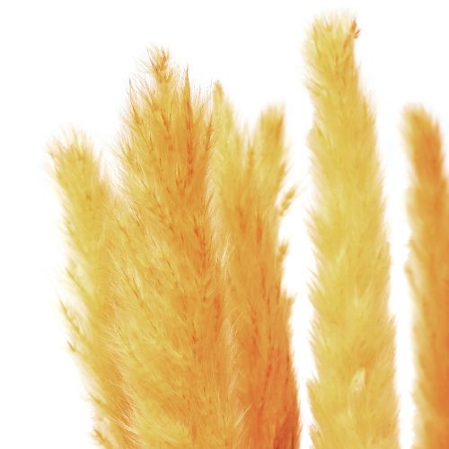 Artikel Pampas græs dekoration, pampas græs tørret pampas græs gul 74cm 10 stk.