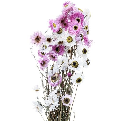 Floristik24 Tørrede blomster Hvide Lyserøde Halmblomster 40-45cm 30g