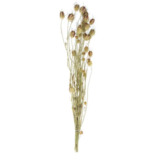 Artikel Nigella tørret blomst Jungfer im Grünen tør blomsterhandel 24-45cm 20g