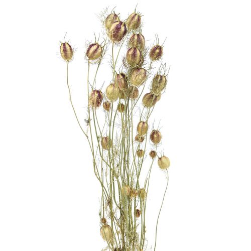 Floristik24 Nigella tørret blomst Jungfer im Grünen tør blomsterhandel 24-45cm 20g
