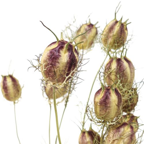 Floristik24 Nigella tørret blomst Jungfer im Grünen tør blomsterhandel 24-45cm 20g