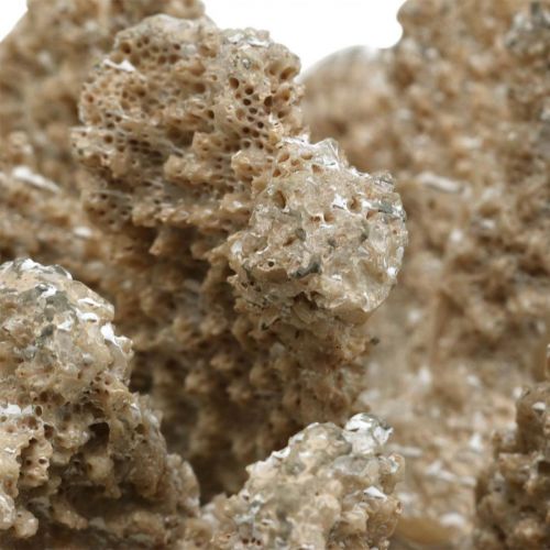 Floristik24 Maritim dekoration, havdyr, dekoration koral polyresin 13,5x11,5cm