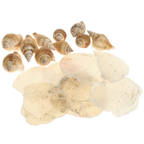 Capiz muslinger snegleskal dekoration maritim brun hvid 600g