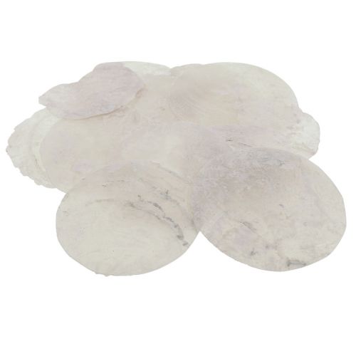 Floristik24 Capiz-skaller perlemorskiver maritim dekoration Ø7cm 600g