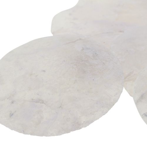 Floristik24 Capiz-skaller perlemorskiver maritim dekoration Ø7cm 600g