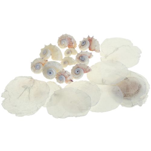 Floristik24 Capiz Muslinger Snegleskal Deco Maritime Hvid Pink 600g