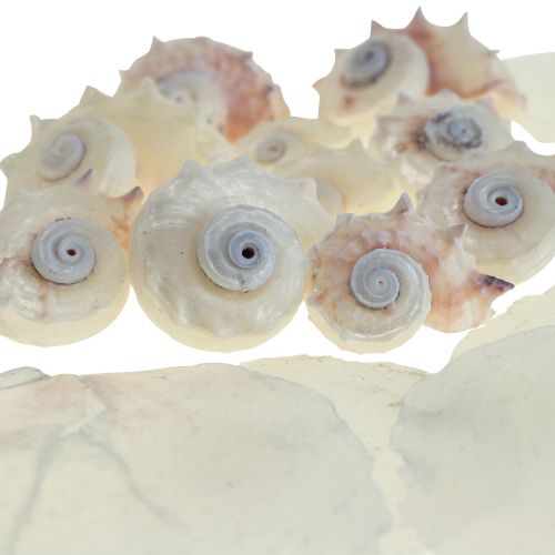 Floristik24 Capiz Muslinger Snegleskal Deco Maritime Hvid Pink 600g