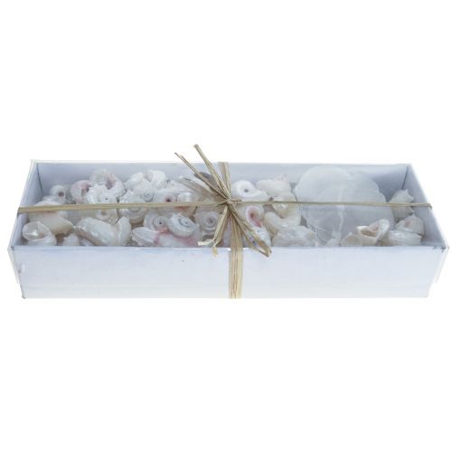Floristik24 Capiz Muslinger Snegleskal Deco Maritime Hvid Pink 600g