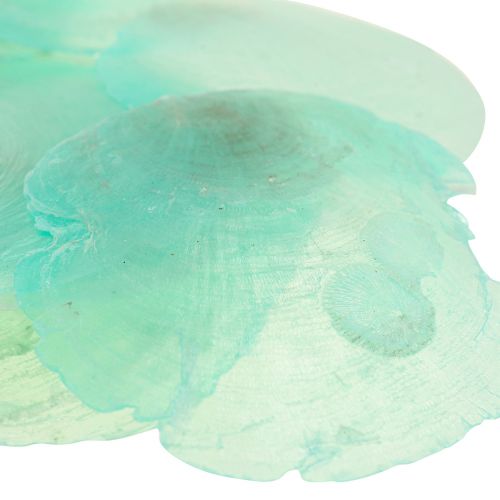 Floristik24 Capiz-skaller, capiz-skiver, perlemorskiver turkis 6,5-9,5 cm 650g