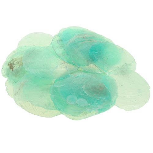 Floristik24 Capiz-skaller, capiz-skiver, perlemorskiver turkis 6,5-9,5 cm 650g