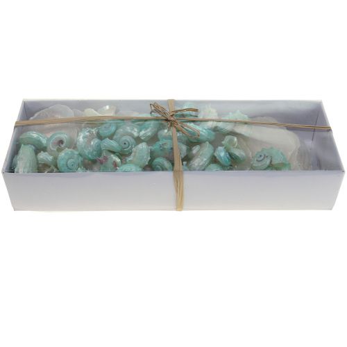Floristik24 Capiz perlemor-skal perlemor-skiver havsnegleskal grøn 2–9 cm 650g