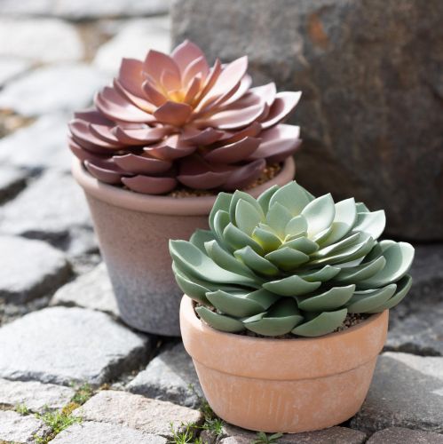 Artikel Sukkulent plante i potte Echeveria kunstgrøn Ø15cm