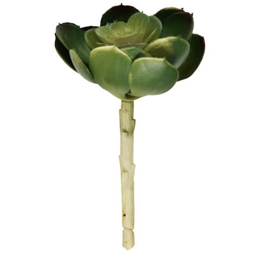 Floristik24 Kunstig sukkulent Echeveria kunstig plante Ø7cm