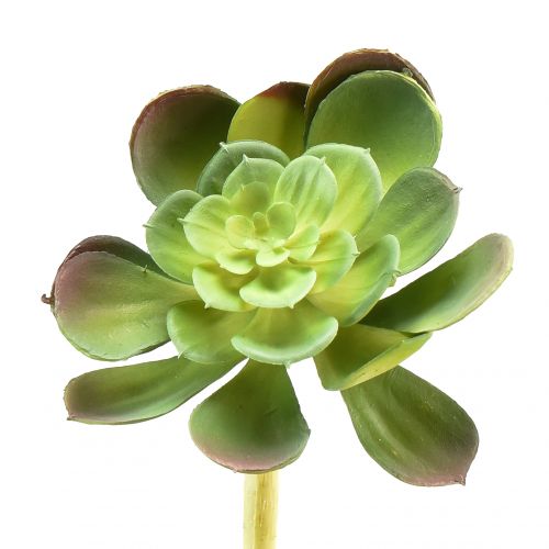 Floristik24 Kunstig sukkulent Echeveria kunstig plante Ø7cm