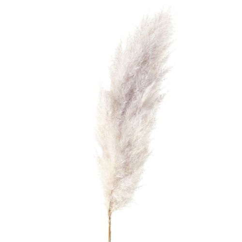 Floristik24 Pampas græs dekoration tørret naturligt tørt blomsterdekoration 100cm