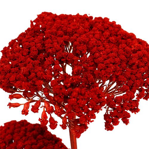 Floristik24 Achillea 1 kg valmuerød