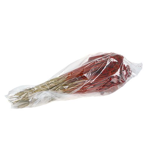 Floristik24 Achillea 1 kg valmuerød