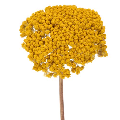 Achillea Natur Gelb Røllike Tørrede Blomster Gule 1kg købe | Floristik24.dk