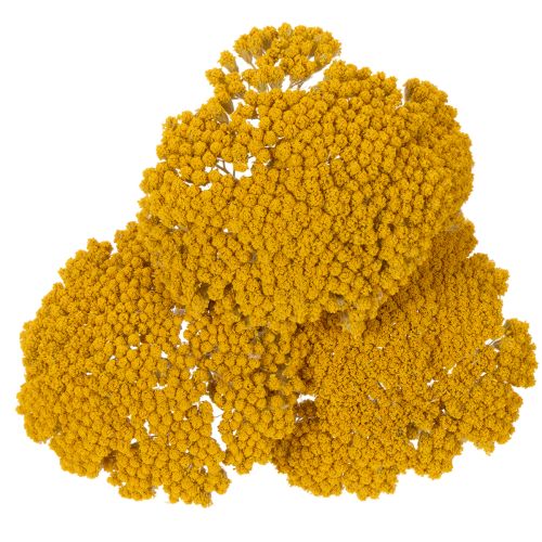 Achillea Natur Gelb Røllike