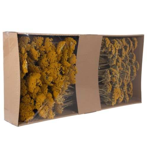 Achillea Natur Gelb Røllike