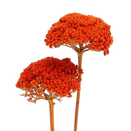 Floristik24 Achillea Orange Tørrede Blomster Røllike 45-60cm 1kg