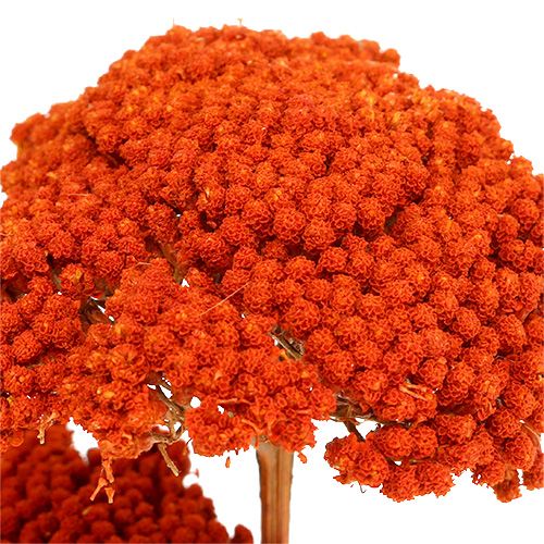Artikel Achillea Orange Tørrede Blomster Røllike 45-60cm 1kg