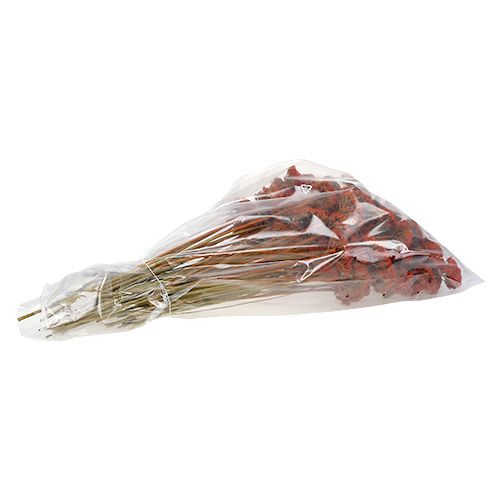 Artikel Achillea Orange Tørrede Blomster Røllike 45-60cm 1kg