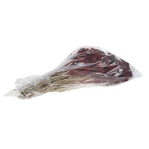 Artikel Achillea 1 kg vinrød