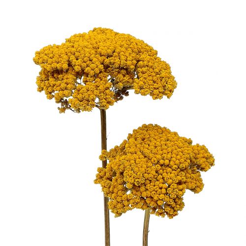 Floristik24 Achillea 500g naturlig