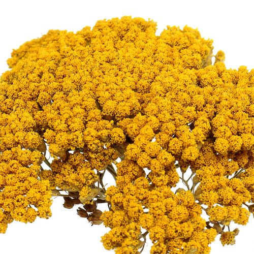 Floristik24 Achillea 500g naturlig